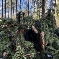 Шишкин лес) :: Любовь 