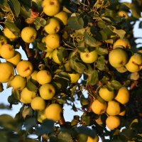 Лесные. На закате :: Юрий Воронов