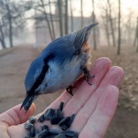 Поползень :: Сапсан 