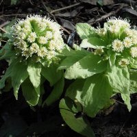 Белокопытник японский :: Лидия Бусурина