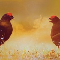 Соперники... :: Валерий Кокорев Соперники... :: Валерий Кокорев