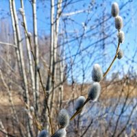 С Вербным воскресеньем! :: Veera V