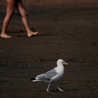 В ногу весело шагать :: Valziwa В ногу весело шагать :: Valziwa