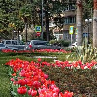 СОЧИ. НАВАГИНСКАЯ ул. :: Tata Wolf