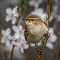 Весенняя теньковка :: Александр К.