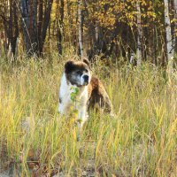 На память об обском псе! :: Владимир 