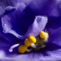 *** :: Виктор Иванович Чернюк