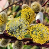 С Вербным Воскресеньем! :: Елена Хайдукова  ( Elena Fly )