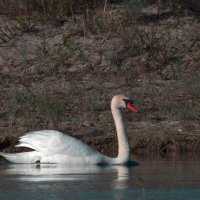 Лебедь-шипун :: Yudong Liu