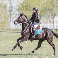 Конкур :: SanSan 