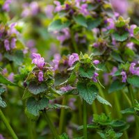 Яснотка :: Игорь Сикорский Яснотка :: Игорь Сикорский