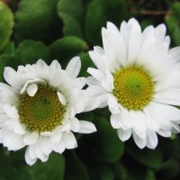 Маргаритки зацветают :: Людмила Смородинская