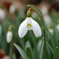 Весны цветение ... :: Ravile 