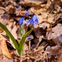 Весны цветение ... :: Ravile Весны цветение ... :: Ravile