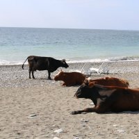 Дорогой, лежачки наши! :: Ольга Дорогой, лежачки наши! :: Ольга