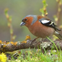 ... :: Вячеслав Минаев