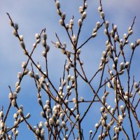 ВЕРБА. :: nadyasilyuk Вознюк