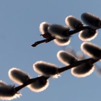 Вербочка. :: nadyasilyuk Вознюк Вербочка. :: nadyasilyuk Вознюк