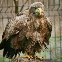 Орлан Белохвостый :: Александр Леонов