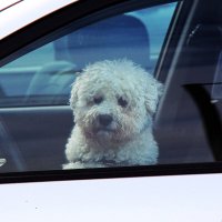 Скучаю :: Сергей Сомихин