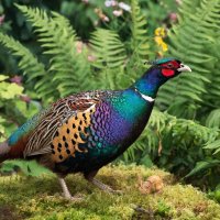 Алмазный фазан :: СЕРГЕЙ ФИЛОЧКИН Алмазный фазан :: СЕРГЕЙ ФИЛОЧКИН