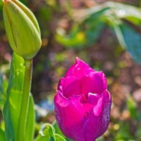фиолетовый тюльпашка ))) :: Giant Tao /