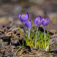 *** :: Николай Ловец *** :: Николай Ловец