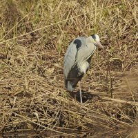 весенние зарисовки :: ИННА ПОРОХОВА