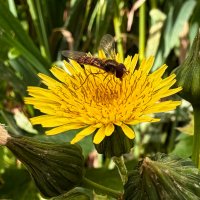 Весенние фотографии :: Александр Деревяшкин Весенние фотографии :: Александр Деревяшкин