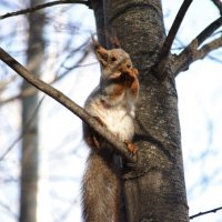 Белочка :: Надежда Абрамова