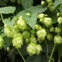 Хмель :: Freddy 97