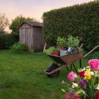 Цветы на даче. :: МАРИЯ ПОПОВА