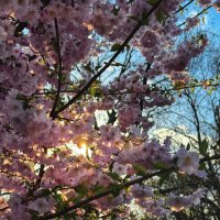 Весенний свет пробил листву ... :: Александр Ковальчук