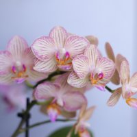 Мультифлора :: Irene Irene Мультифлора :: Irene Irene