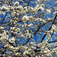 Апрель :: Нина Бутко