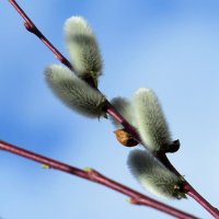 С Вербным воскресеньем, друзья ! Мира, света, тепла, здоровья ! :: Natali 