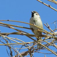 Гордый ))) :: Natali 