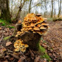 Из жизни леса... :: Николай Гирш