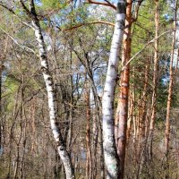 В лесу :: Андрей Л. В.