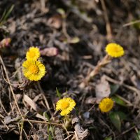 Среди прошлогодней листвы :: Владислав Левашов