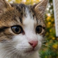 Портрет маленькой котьки :: Лилия 