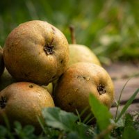 Собранные груши на дощечке :: Лилия 