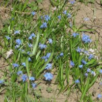 Пролески - первые весенние цвнты :: Дмитрий Никитин