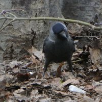 Взгляд изподлобья :: Вик Токарев