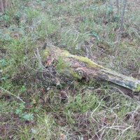 Апрель. Голубика без листьев и брусника и мох. :: Михаил Елочкин Апрель. Голубика без листьев и брусника и мох. :: Михаил Елочкин