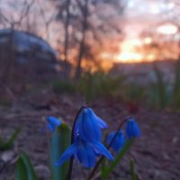 Пролеска :: Сапсан 