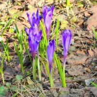Крокусы :: Леонид leo