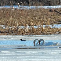 Водоросли хоть и не морские, но тоже полезные :: Валентин Котляров Водоросли хоть и не морские, но тоже полезные :: Валентин Котляров