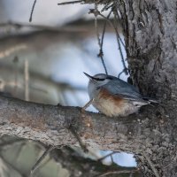 Поползень :: Виктор Иванович Чернюк Поползень :: Виктор Иванович Чернюк