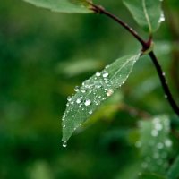 Капельки :: Виктор Фоменко